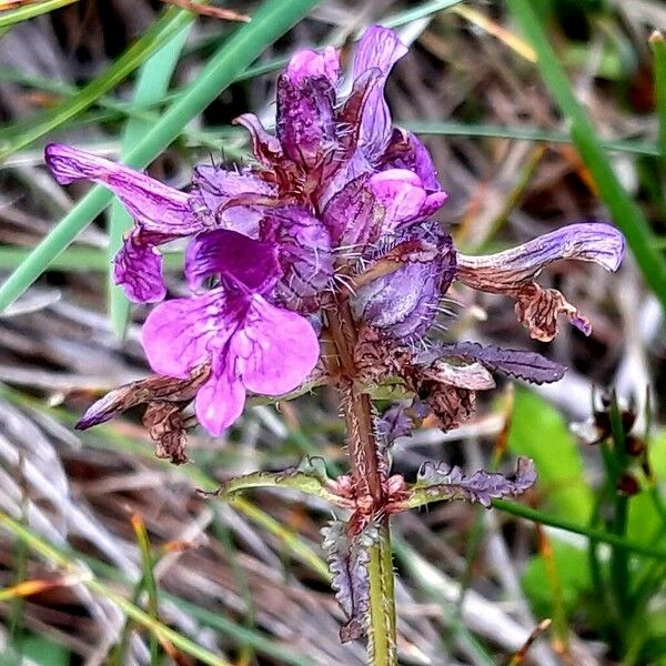 Pedicularis verticillata Floare