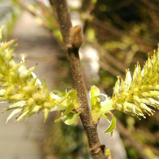 Salix caprea ফুল