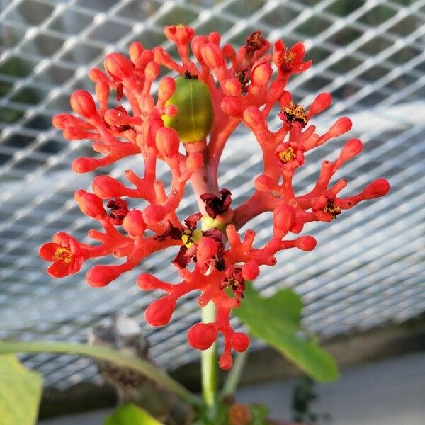 Jatropha podagrica Floro