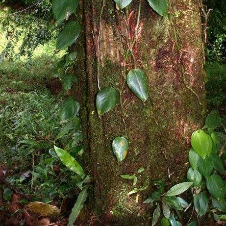 Minquartia guianensis Bark