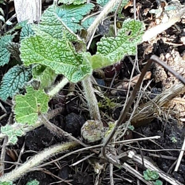 Alcea biennis Leaf