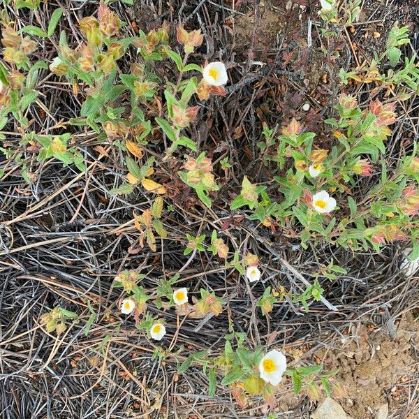 Cistus inflatus ശീലം