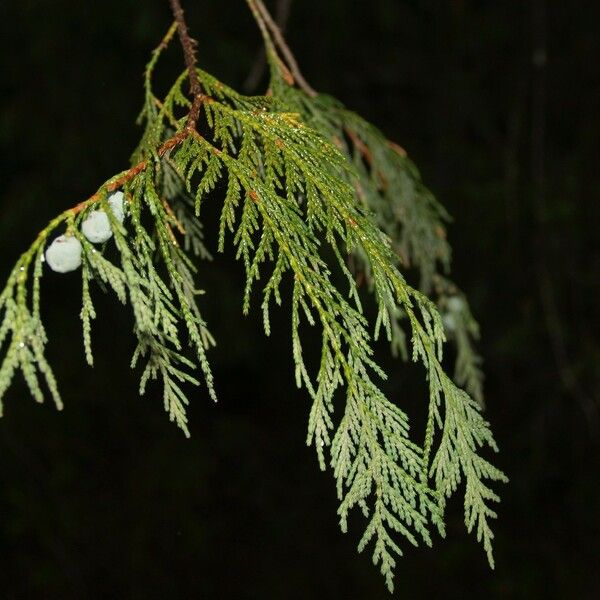 Juniperus flaccida Плод