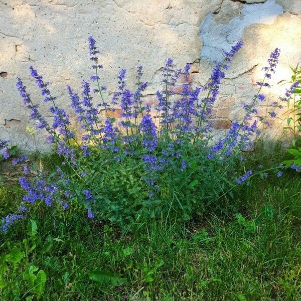 Nepeta cataria Συνήθη χαρακτηριστικά