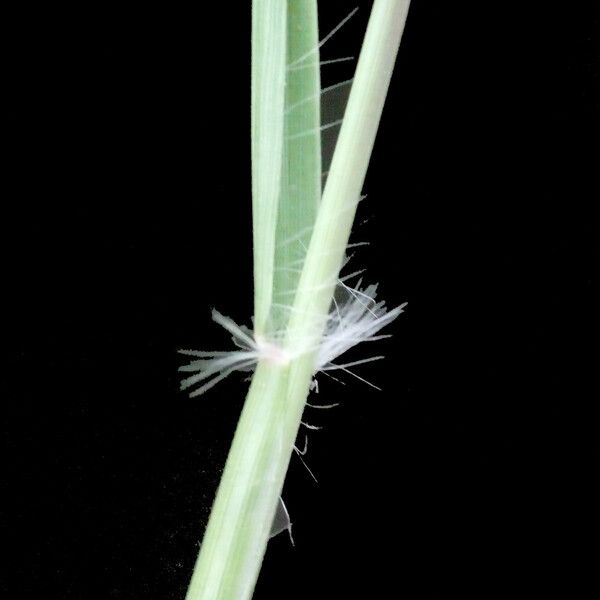 Eragrostis barrelieri Kůra