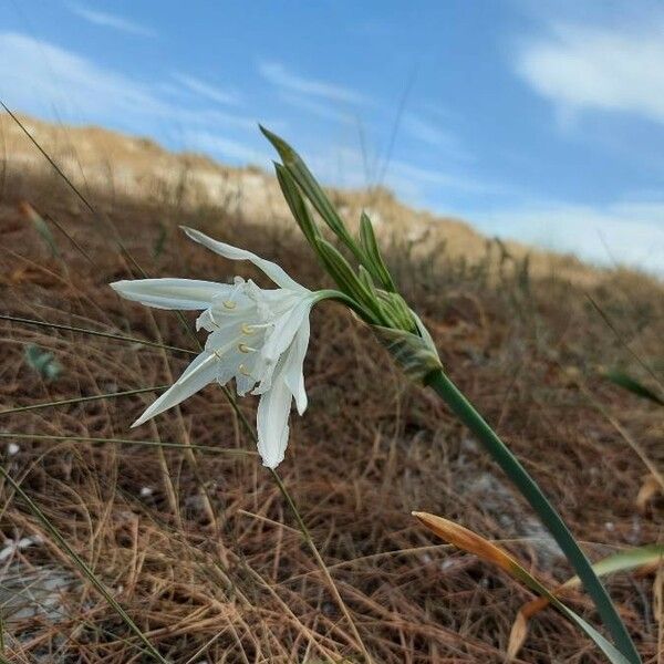 Pancratium maritimum Flor