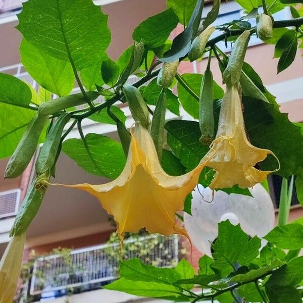 Brugmansia versicolor Цвят