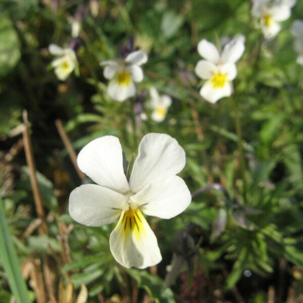 Viola arvensis Blomst