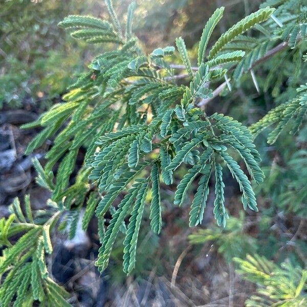 Vachellia farnesiana Leaf