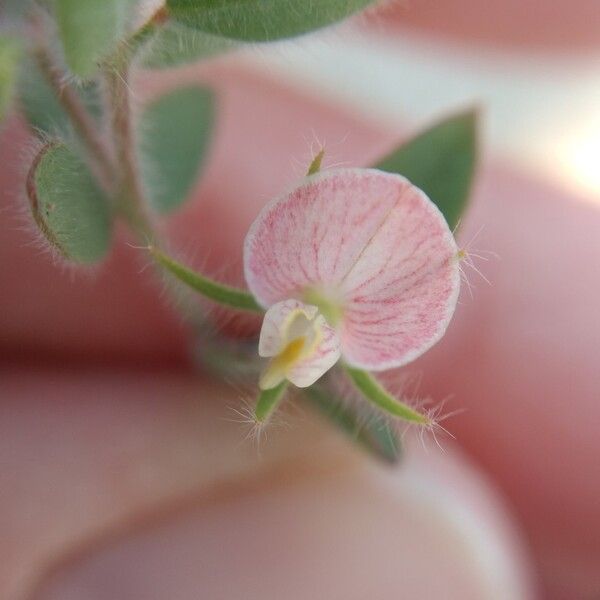 Acmispon americanus Blomma