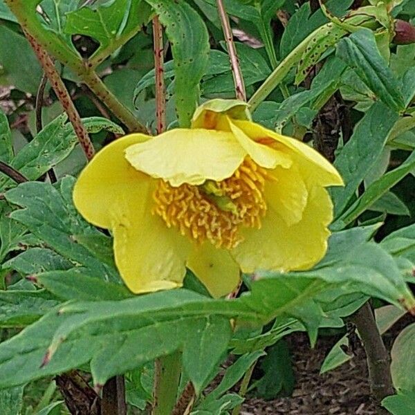 Paeonia delavayi Flors