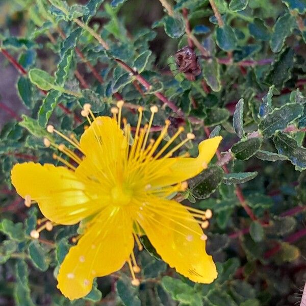 Hypericum balearicum Blüte