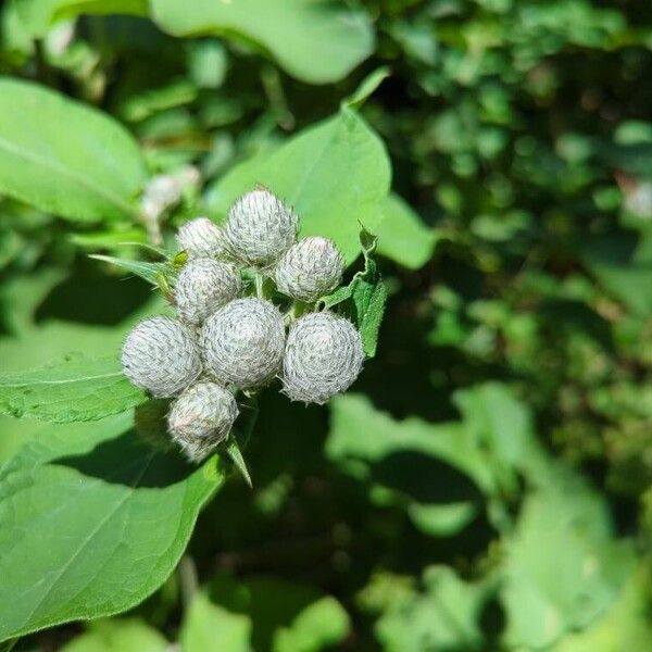 Arctium tomentosum Fruit