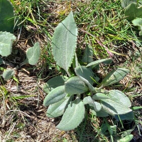 Senecio provincialis Leaf