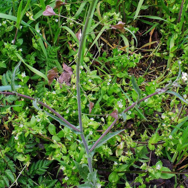 Capsella bursa-pastoris Leaf