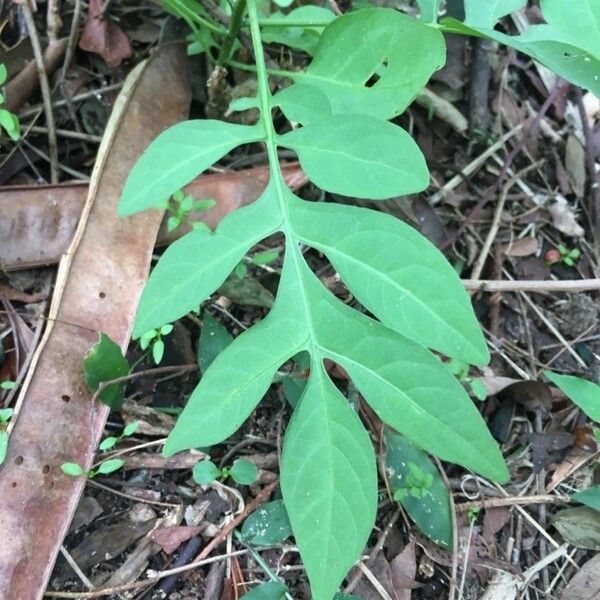 Solanum seaforthianum Blad