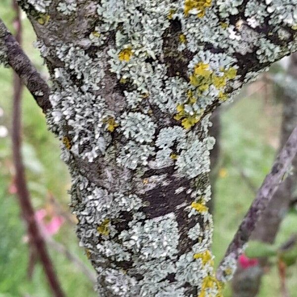 Ribes sanguineum Bark