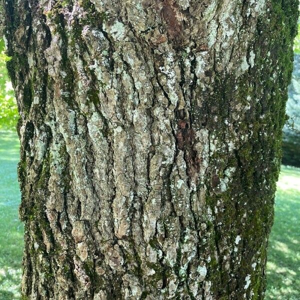 Liquidambar orientalis Lubje