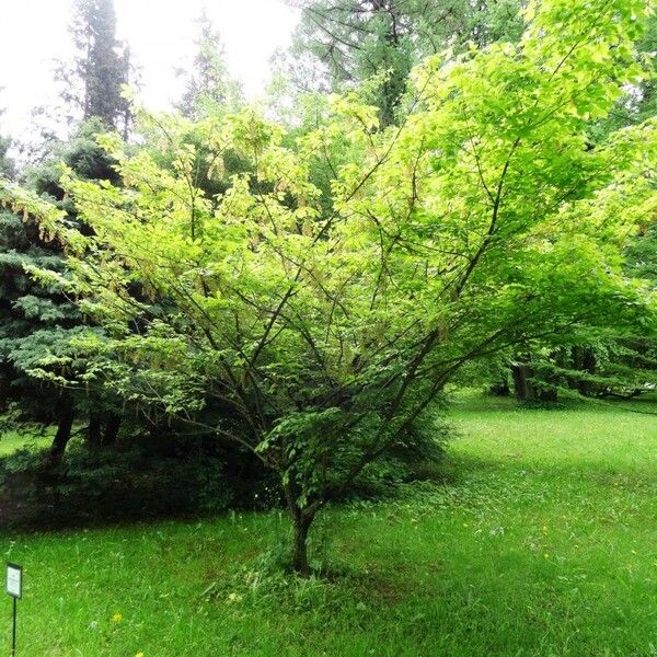 Acer cissifolium Flower