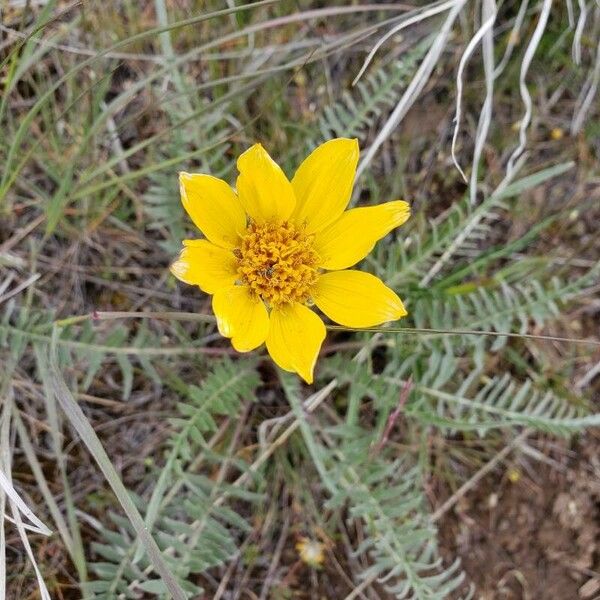 Balsamorhiza hookeri Fiore