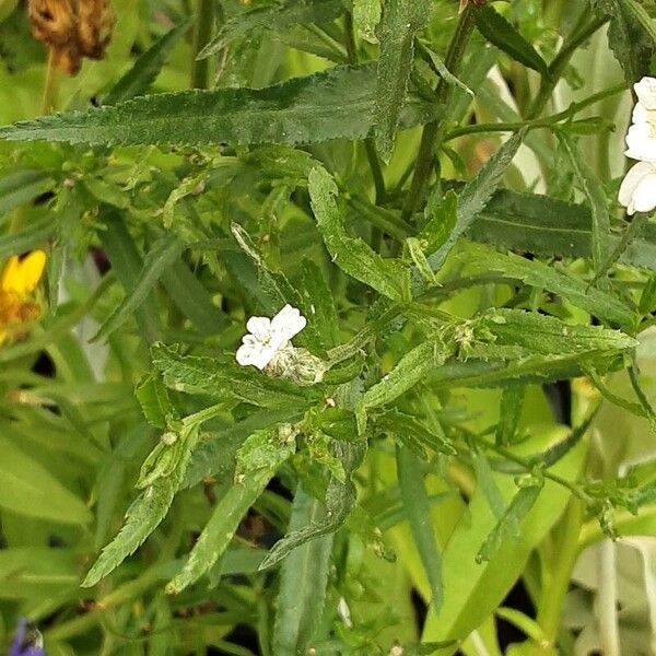 Achillea ptarmica পাতা