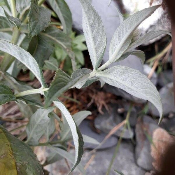 Mentha longifolia Yeri