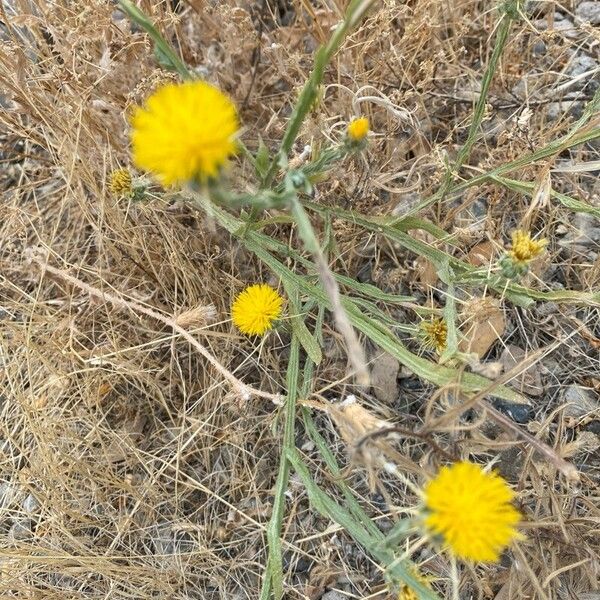 Centaurea solstitialis 整株植物