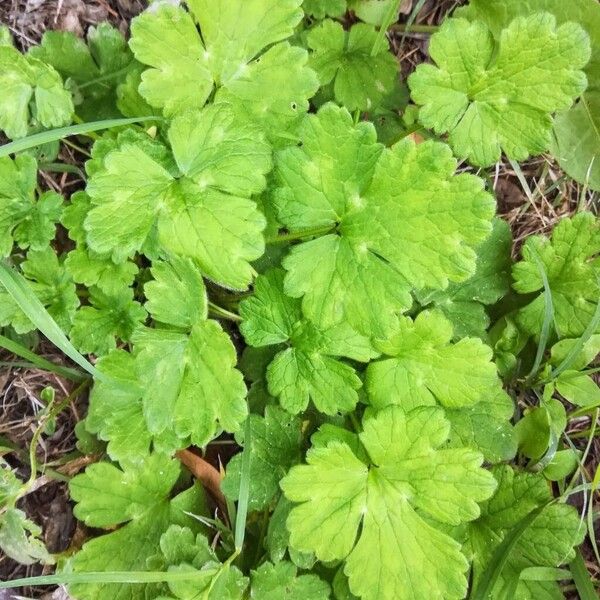 Ranunculus tuberosus Celota