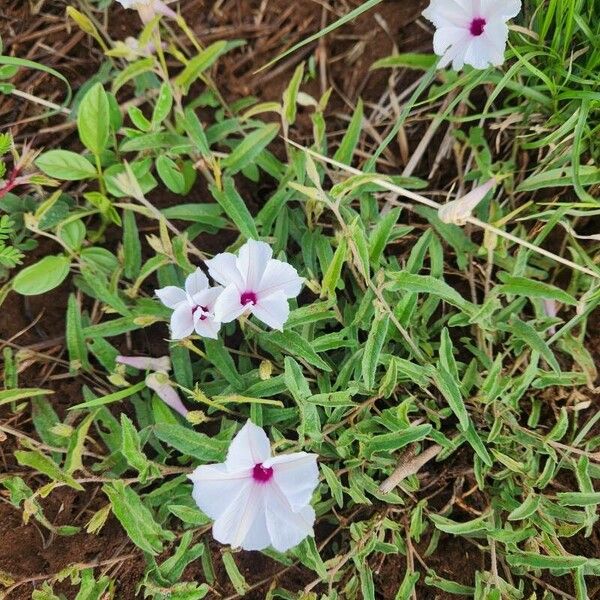 Ipomoea mombassana Blomma