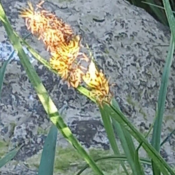 Carex vulpina Flower