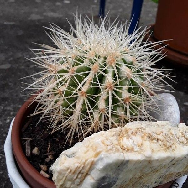 Echinocereus dasyacanthus Buveinė