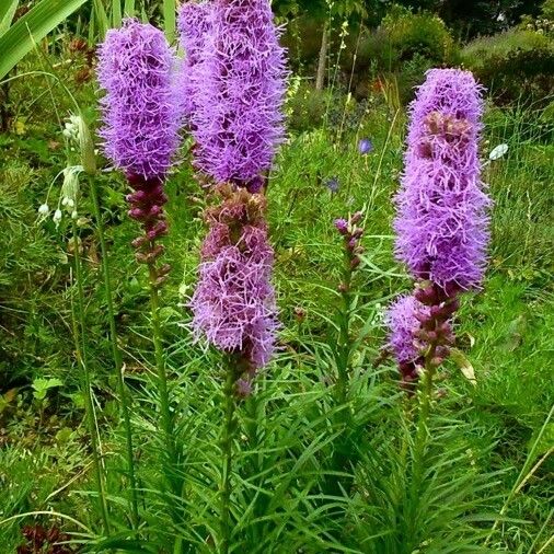 Liatris pycnostachya Habitus