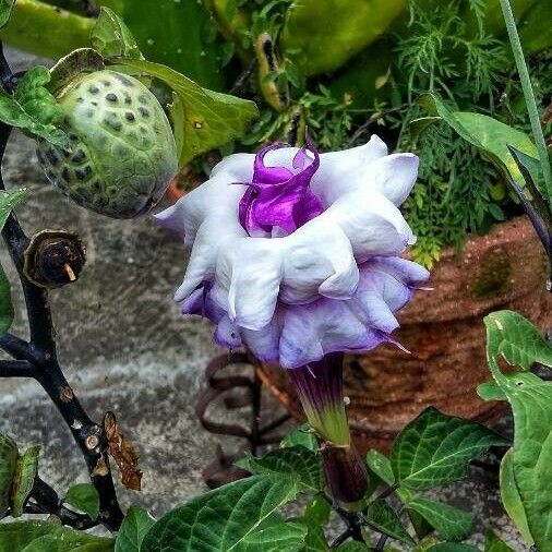 Datura metel Arall