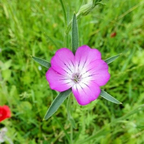 Agrostemma githago Blüte