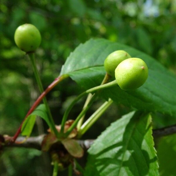 Prunus avium Gyümölcs