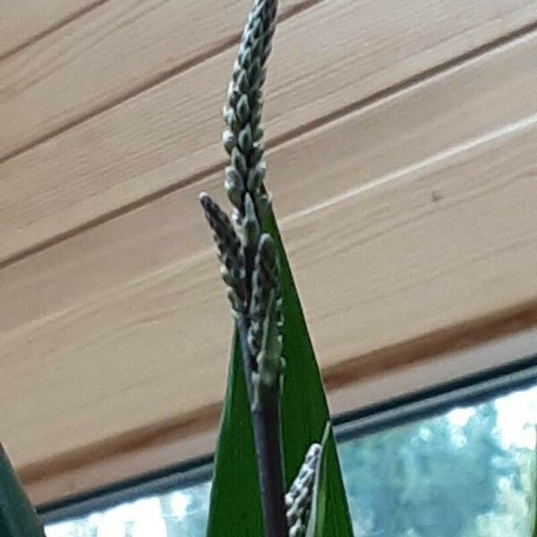 Cordyline stricta Flor