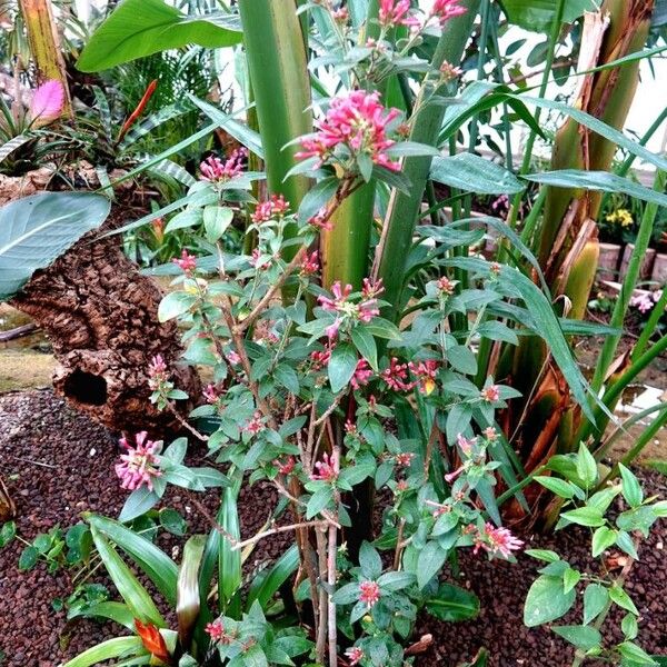 Cestrum elegans عادت داشتن