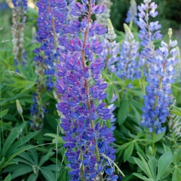 Lupinus polyphyllus Bloem