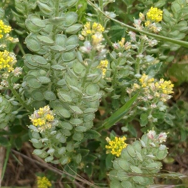 Alyssum simplex Leht