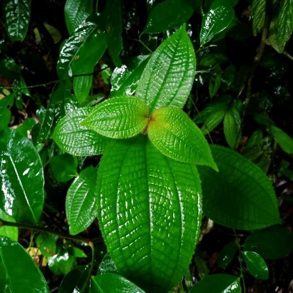 Miconia crenata List