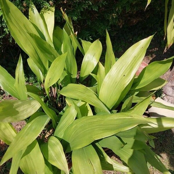 Aspidistra elatior Ліст