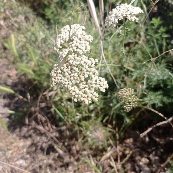 Achillea ligustica Blodyn