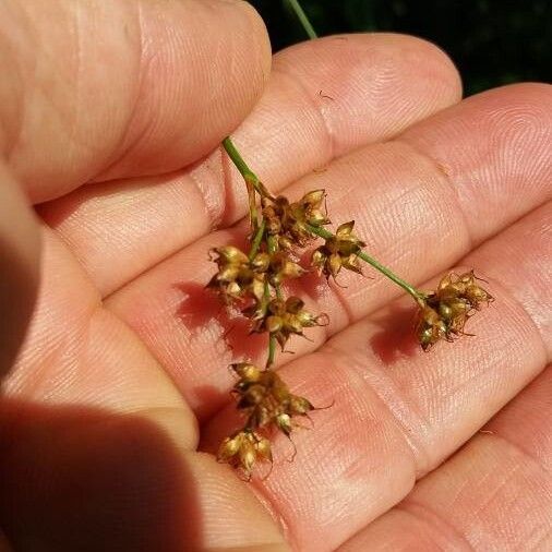 Cladium mariscus Žiedas