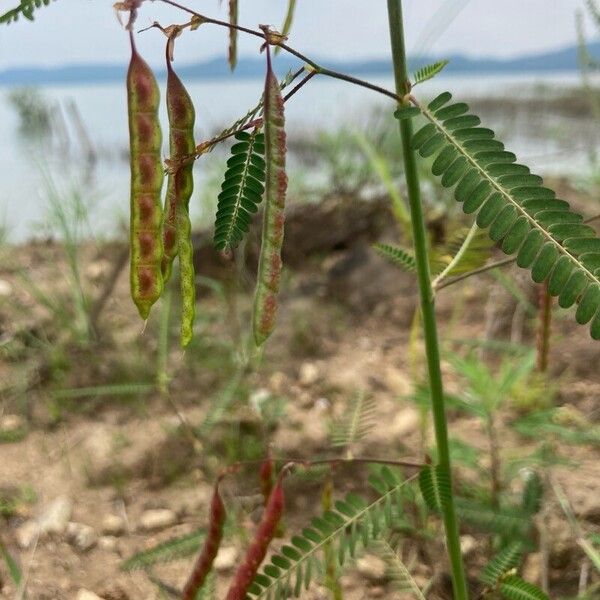 Aeschynomene indica 葉