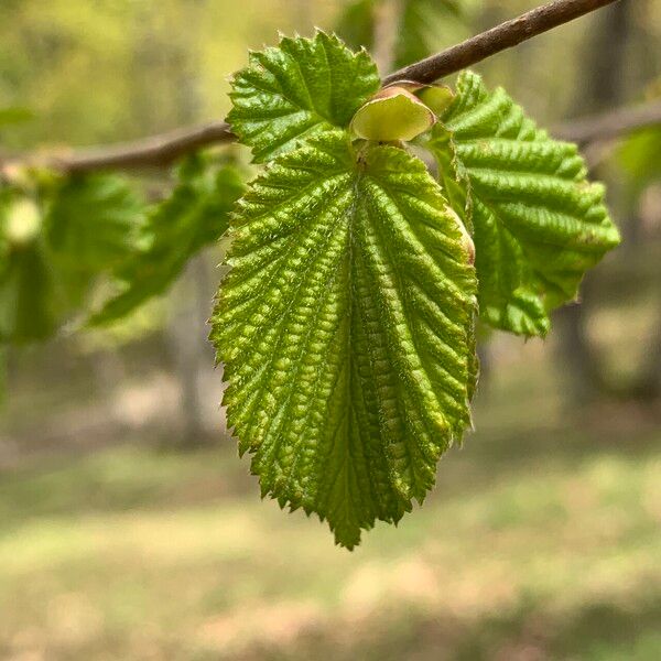 Corylus avellana Lehti