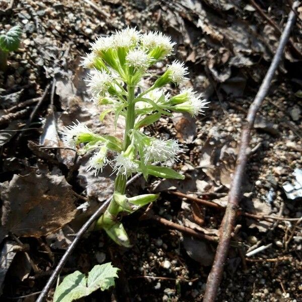 Petasites albus 花