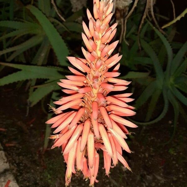 Aloe arborescens Квітка