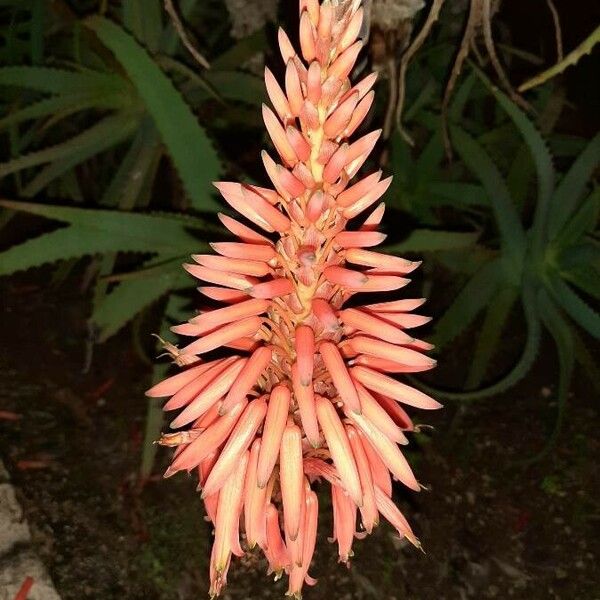 Aloe arborescens Flower