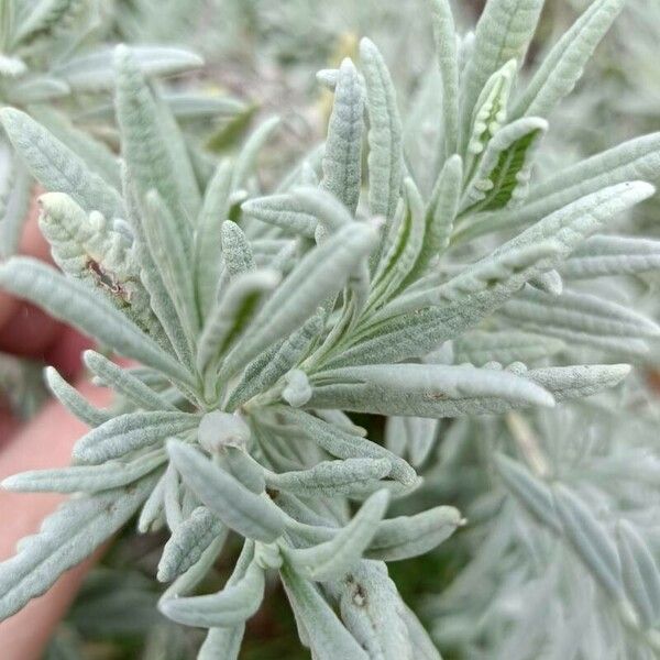 Lavandula dentata Blatt