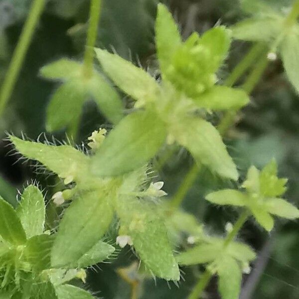 Cruciata pedemontana Flower